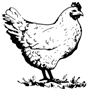 Vištelė