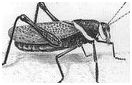 Žiogas